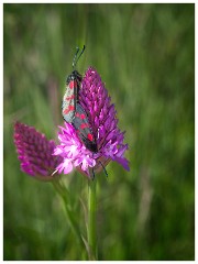 Dorset  041  Kingbarrow Quarry, Portland, Pyradidal Orchid with Six-spot Burnet