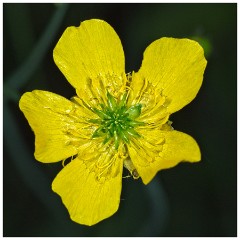 Dorset  043  Studlands Nature Reserve, Knoll Beach, Buttercup