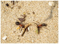 Dorset  046  Studlands Nature Reserve, Knoll Beach, Ants at Work