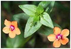 Dorset  047  Studlands Nature Reserve, Knoll Beach, Scarlet Pimpernel