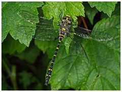 Dorset  065  Cerne Abbas Goldringed Dragonfly