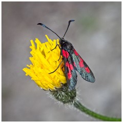 Dorset  067  Cerne Abbas  Six-spot Burnet