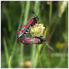 Dorset  069  Cerne Abbas  Six-spot Burnets