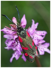 Dorset  070  Cerne Abbas  Six-spot Burnet