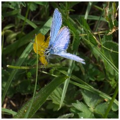 Dorset  073  Cerne Abbas  Adonis Blue