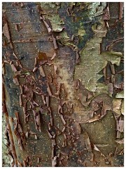 Dorset  077  Mapperton Gardens Tree Bark
