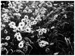 Dorset  079  Mapperton Gardens, A Bank of Daisys