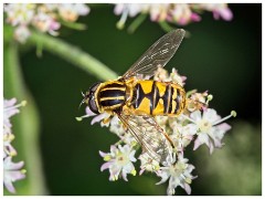 Dorset  100  Toller Porcorum, Hoverfly