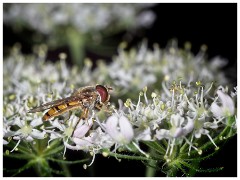 Dorset  103  Toller Porcorum, Hover Fly