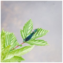 Dorset  108  Toller Porcorum, Beautiful Demoiselle