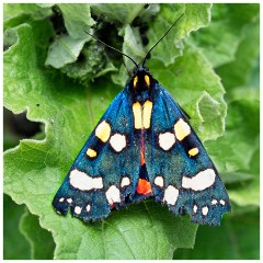 Dorset  109  Kingcombe Centre, Scarlet Tiger Moth