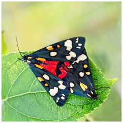 Dorset  110  Kingcombe Centre, Scarlet Tiger Moth