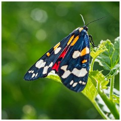 Dorset  111  Kingcombe Centre, Scarlet Tiger Moth