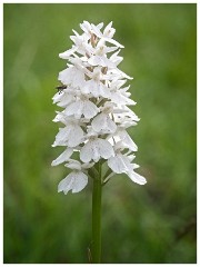 Dorset  112  Powerstock, Heath Spotted Orchid