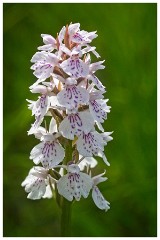 Dorset  113  Powerstock, Heath Spotted Orchid