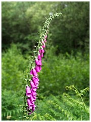 Dorset  114  Powerstock, Foxglove