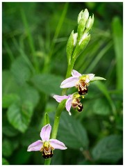 Dorset  115  Powerstock, Bee Orchid