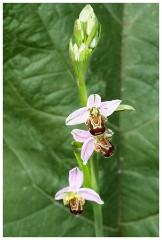 Dorset  116  Powerstock, Bee Orchid