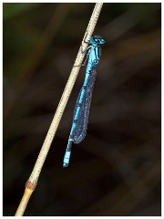 Paxton Pits 01  Damselfly