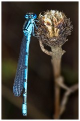 Paxton Pits 02  Damselfly