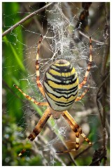 Paxton Pits 03  Wasp Spider