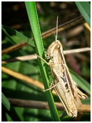 Paxton Pits 05  Grasshopper