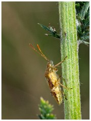 Paxton Pits 06  Leaf Bug