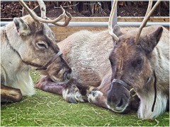 Christmas 05  Reindeer at Oakington Garden Centre