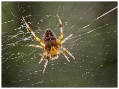 Garden August 08  Garden Spider and Web