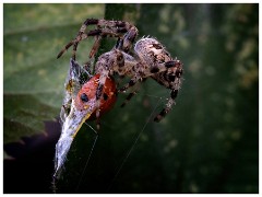 Spiders in September 09  Spider Weaving a Cocoon over a Ladybird