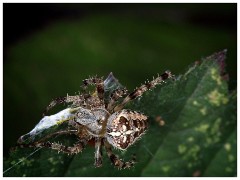 Spiders in September 10  Spider Sitting on top of a Dead Ladybird