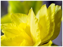 Spring Flowers 02  Daffodil