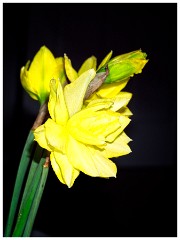 Spring Flowers 03  Daffodil
