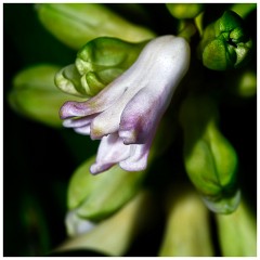 Spring Flowers 04  Hyacinth