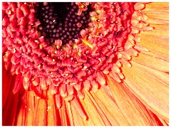 Spring Flowers 06  Gerbera