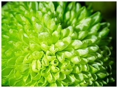 Spring Flowers 07  Green Santini