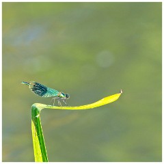 Grantchester 02  Demoiselle