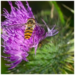 Grantchester 03  Hover Fly