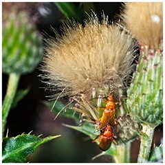 Grantchester 04  Soldier Beetles