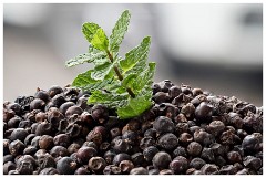 Cambridge Distillery (Gin) 06  Juniper Berries and Mint