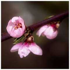 Sylvies Garden 03