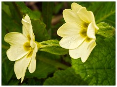Sylvies Garden 05