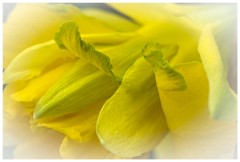 Sylvies Garden 06