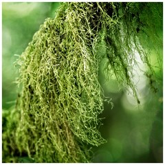 Oregon  18  Oswald West State Park - a Branch with its Moss Hanging from it