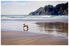 Oregon  21  Oswald West State Park Beach