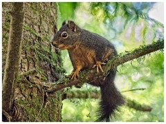 Oregon  37  Squirrel in Lewis and Clark National and State Historic  Park Astoria