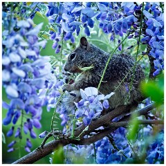 Oregon  67  Squirrel Easting Wisteria