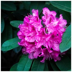 Oregon  68  Rhododendrom Shakespeare Garden, Portland Rose Garden