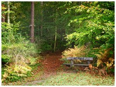 Brandon Country Park 02
