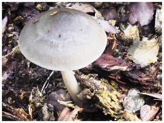 Brandon Country Park 12